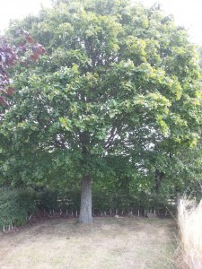 Sycamore tree2