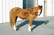 Cushing pony