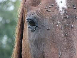 Horse covered in flies