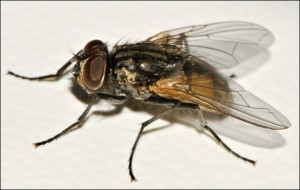 Musca fly