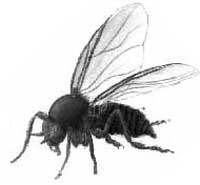 Simulium fly