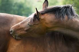 horse biting self